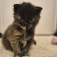 Chatons maine coon loof #2