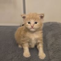 Chatons maine coon loof #3