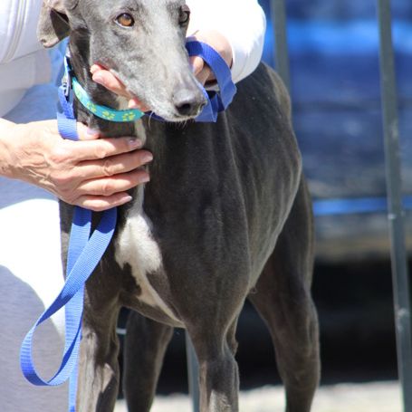 Yesi 7 ans, belle galga à adopter #1