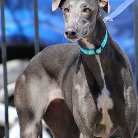 Yesi 7 ans, belle galga à adopter #2