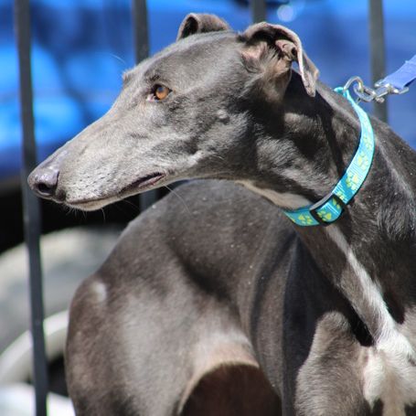 Yesi 7 ans, belle galga à adopter #0