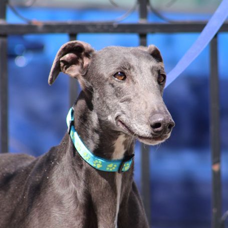 Yesi 7 ans, belle galga à adopter #4