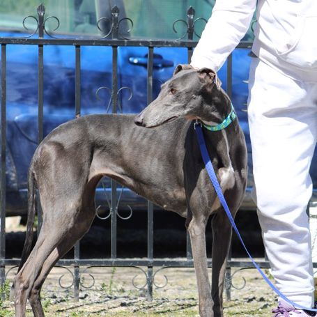 Yesi 7 ans, belle galga à adopter #6