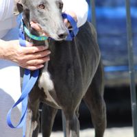 Yesi 7 ans, belle galga à adopter #1