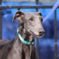 Yesi 7 ans, belle galga à adopter #4