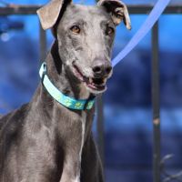 Yesi 7 ans, belle galga à adopter #5