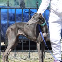 Yesi 7 ans, belle galga à adopter #6