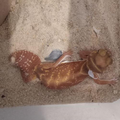 Gecko nephrurus levis pilbarensis #1