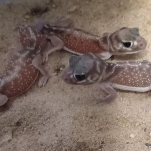 Gecko nephrurus levis pilbarensis