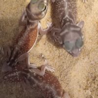 Gecko nephrurus levis pilbarensis #3