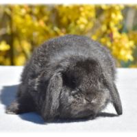 Lapereaux petits béliers #1