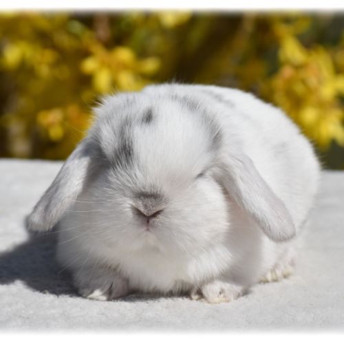 Lapereaux nains béliers #4