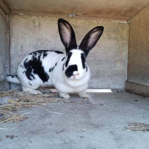 Lapin papillon femelle #0