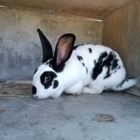 Lapin papillon femelle #1