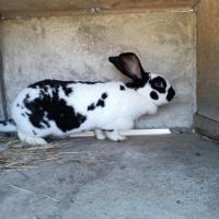 Lapin papillon femelle #3