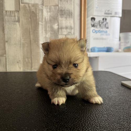 1 mâle et 1 femelle spitz cherchent une famille #0