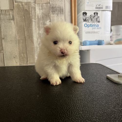 1 mâle et 1 femelle spitz cherchent une famille #2