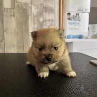 1 mâle et 1 femelle spitz cherchent une famille