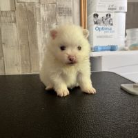 1 mâle et 1 femelle spitz cherchent une famille #2