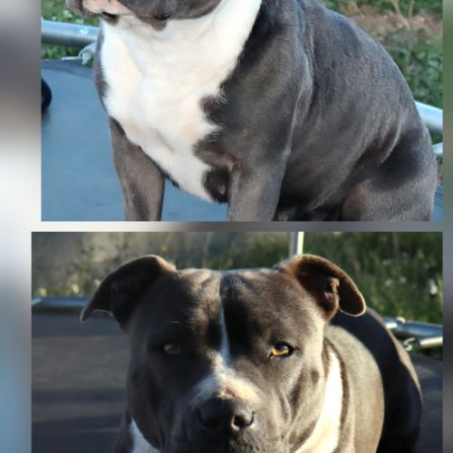 Staffie bleu lof - à réserver - 8 chiots #1