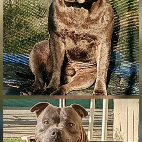 Staffie bleu lof - à réserver - 8 chiots #2