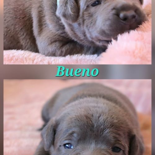 Staffie bleu lof - à réserver - 8 chiots #4