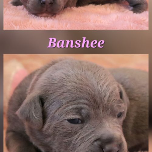 Staffie bleu lof - à réserver - 8 chiots #7