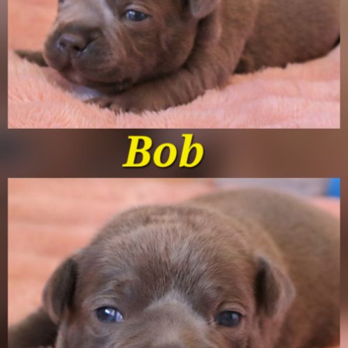 Staffie bleu lof - à réserver - 8 chiots #9