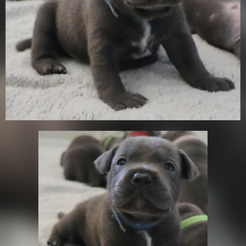 Staffie bleu lof - à réserver - 8 chiots
