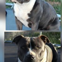 Staffie bleu lof - à réserver - 8 chiots #1