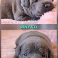 Staffie bleu lof - à réserver - 8 chiots #4