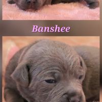 Staffie bleu lof - à réserver - 8 chiots #7