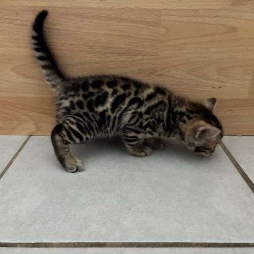 Chaton bengal brown loof #3
