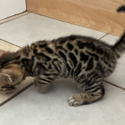 Chaton bengal brown loof #4