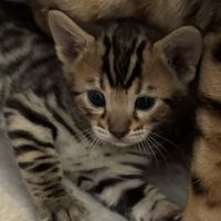 Chaton bengal brown loof #2
