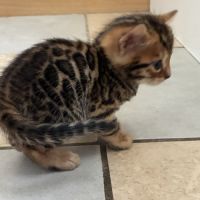 Chaton bengal brown loof #5