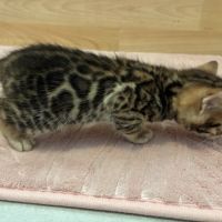 Chaton bengal brown loof #6