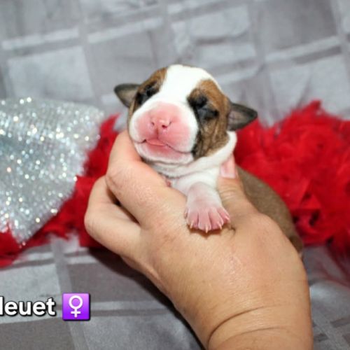 Chiots american staff lof (règlement 3 fois ok) #1