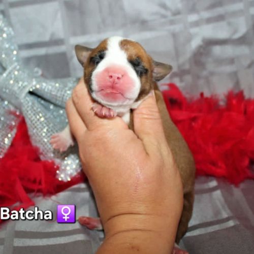 Chiots american staff lof (règlement 3 fois ok) #3