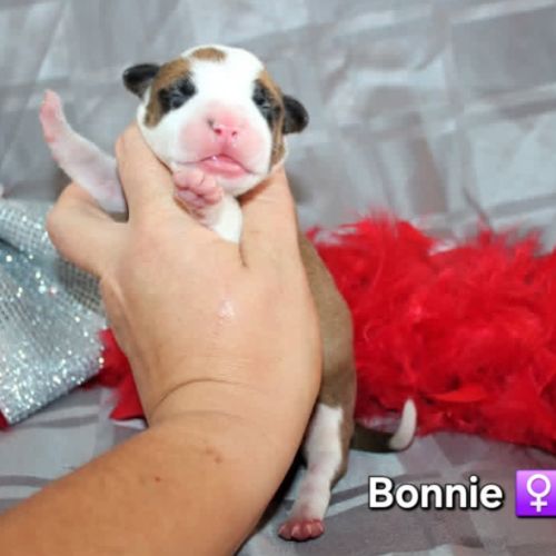 Chiots american staff lof (règlement 3 fois ok) #6