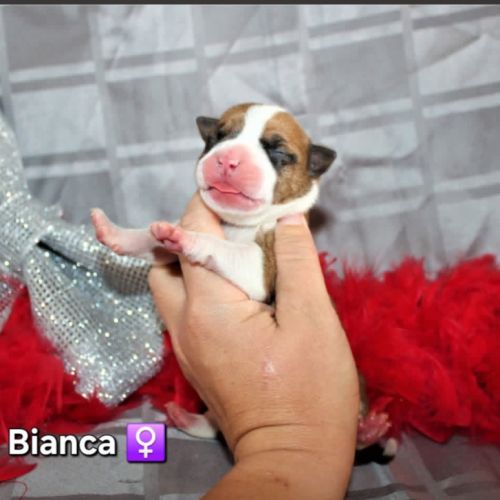 Chiots american staff lof (règlement 3 fois ok) #7