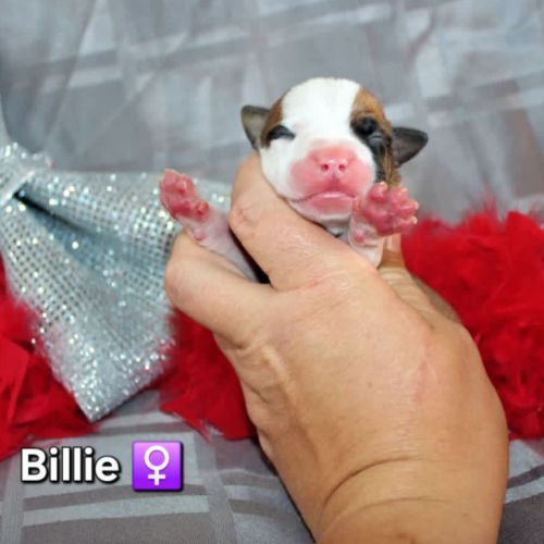 Chiots american staff lof (règlement 3 fois ok) #9