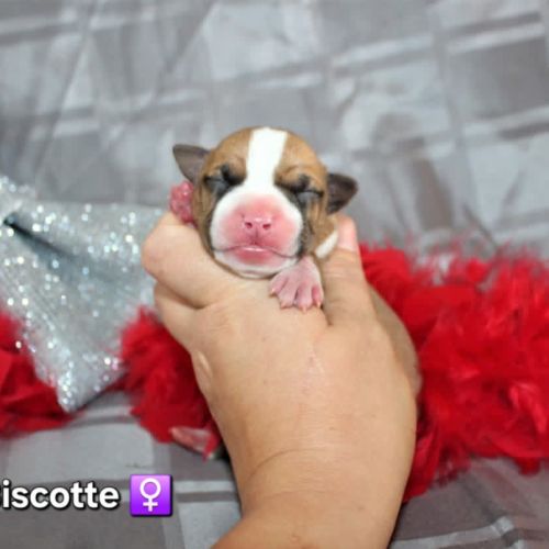 Chiots american staff lof (règlement 3 fois ok) #0