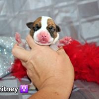 Chiots american staff lof (règlement 3 fois ok) #2