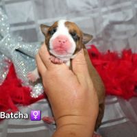 Chiots american staff lof (règlement 3 fois ok) #3