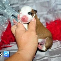 Chiots american staff lof (règlement 3 fois ok) #4