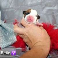 Chiots american staff lof (règlement 3 fois ok) #5