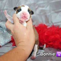 Chiots american staff lof (règlement 3 fois ok) #6