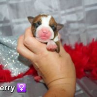 Chiots american staff lof (règlement 3 fois ok) #8