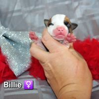 Chiots american staff lof (règlement 3 fois ok) #9